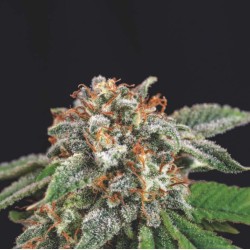 GALAXY X RUNTZ · Pyramid...