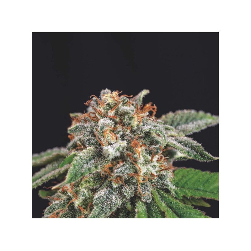 GALAXY X RUNTZ · Pyramid Seeds · graines de cannabis · Fem