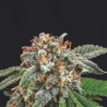 GALAXY X RUNTZ · Pyramid Seeds · graines de cannabis · Fem