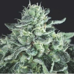 GELATO · Pyramid Seeds ·...