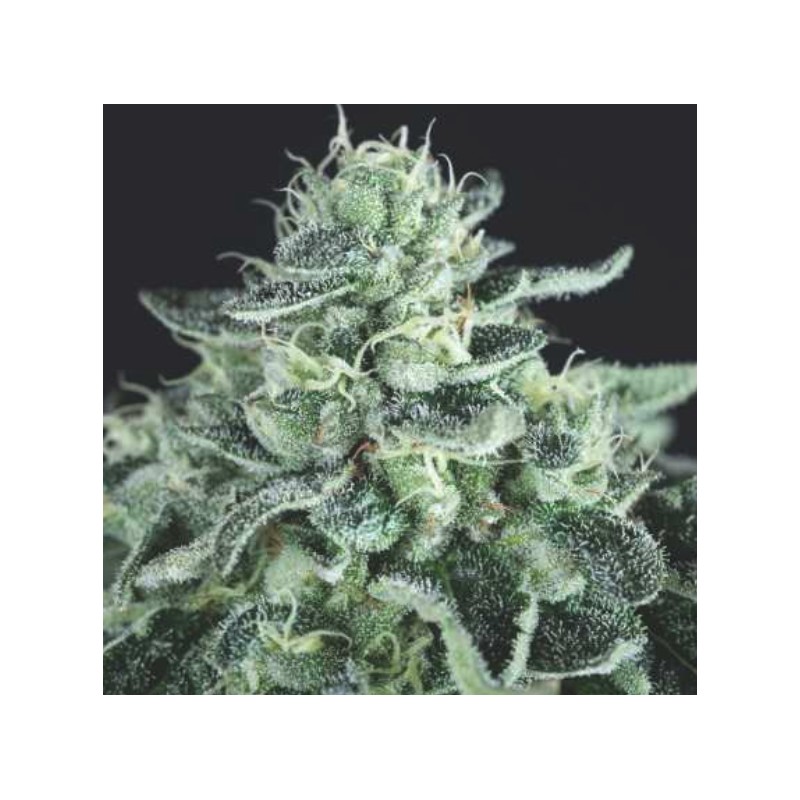 GELATO · Pyramid Seeds · kaufen cannabis samen · Fem
