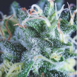 AUTO GELATO · Pyramid Seeds...