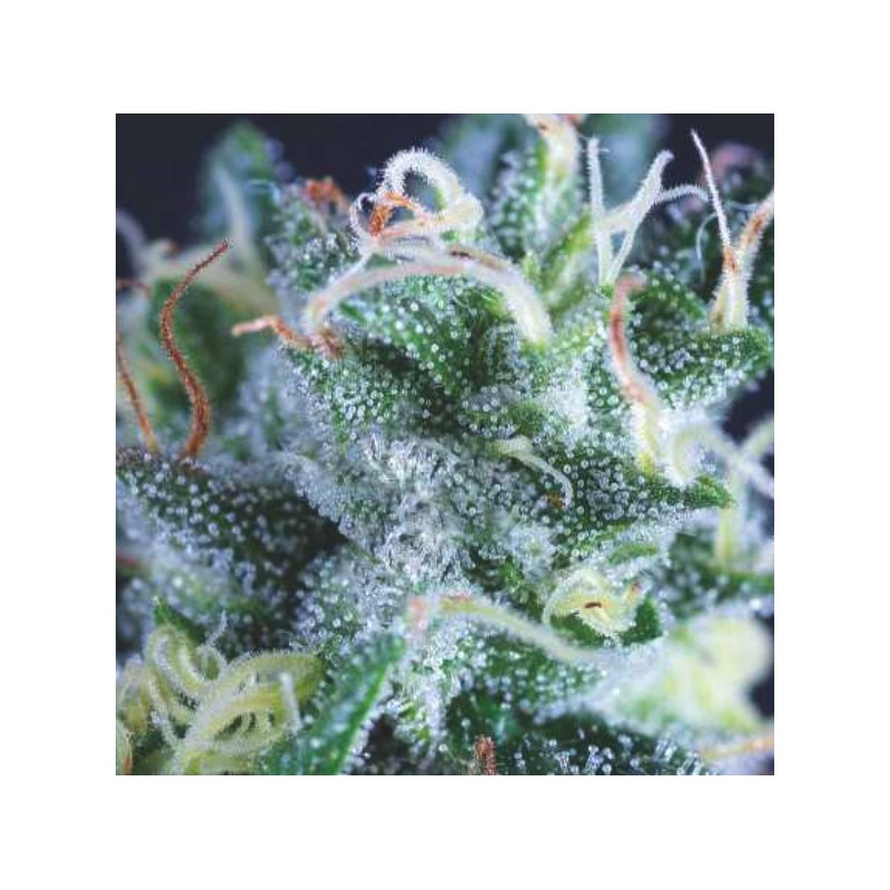AUTO GELATO · Pyramid Seeds · sementes de maconha · AutoFem
