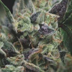 AUTO GORILA · Pyramid Seeds...