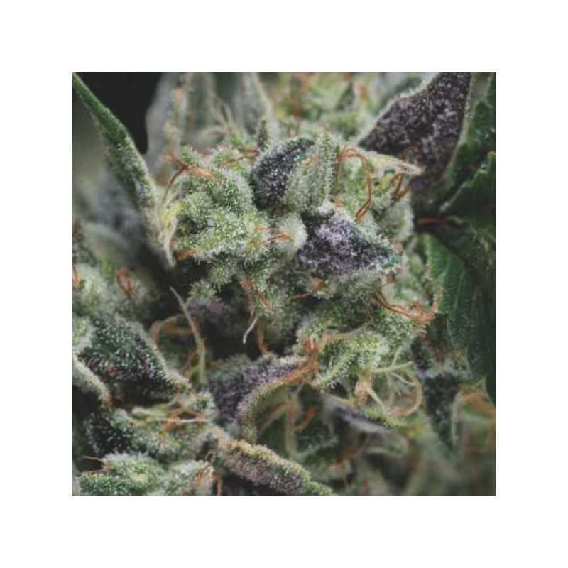 AUTO GORILA · Pyramid Seeds · sementes de maconha · AutoFem