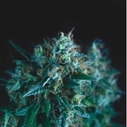 GORILLA FAST · Pyramid...