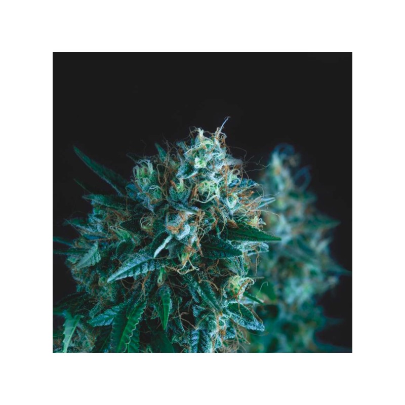 GORILLA FAST · Pyramid Seeds · kenevir tohum · Disi · Fem
