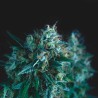 GORILLA FAST · Pyramid Seeds · kenevir tohum · Disi · Fem