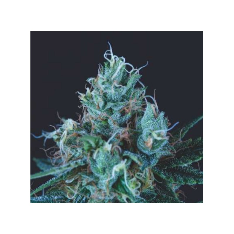 ICE CREAM · Pyramid Seeds · graines de cannabis · Fem