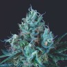 ICE CREAM · Pyramid Seeds · kenevir tohum · Disi · Fem