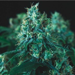 KRYPTONITE FAST  · Pyramid Seeds · semillas de marihuana · Fem