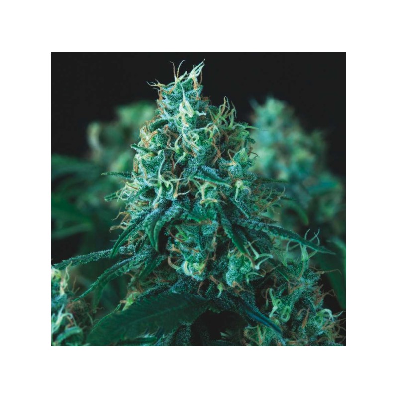 KRYPTONITE FAST · Pyramid Seeds · kaufen cannabis samen · Fem