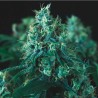 KRYPTONITE FAST · Pyramid Seeds · graines de cannabis · Fem