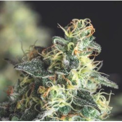 LEMON LARRY OG · Pyramid Seeds · kenevir tohum · Disi · Fem