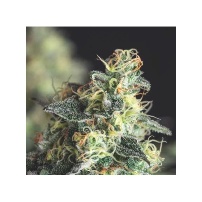 LEMON LARRY OG · Pyramid Seeds · sementes de maconha · Fem