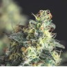 LEMON LARRY OG · Pyramid Seeds · kaufen cannabis samen · Fem