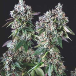 MENDOCINO PURPLE KUSH · Pyramid Seeds · semi di canapa · Fem