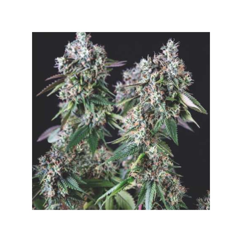 MENDOCINO PURPLE KUSH · Pyramid Seeds · cannabis seeds · Fem