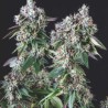 MENDOCINO PURPLE KUSH · Pyramid Seeds · graines de cannabis · Fem