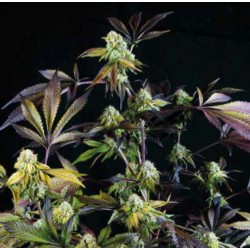 SUNSET SHERBET · Pyramid Seeds · graines de cannabis · Fem