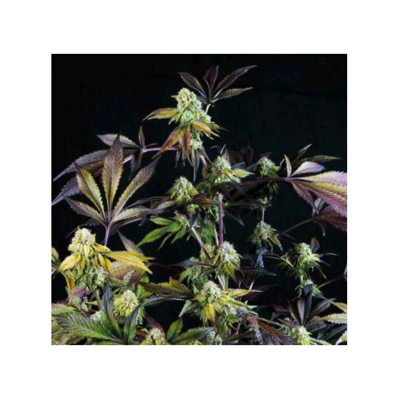 SUNSET SHERBET · Pyramid Seeds · sementes de maconha · Fem
