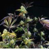 SUNSET SHERBET · Pyramid Seeds · sementes de maconha · Fem