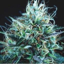 PURPLE URKLE X BLUE PYRAMID · Pyramid Seeds · sementes de maconha · Fem