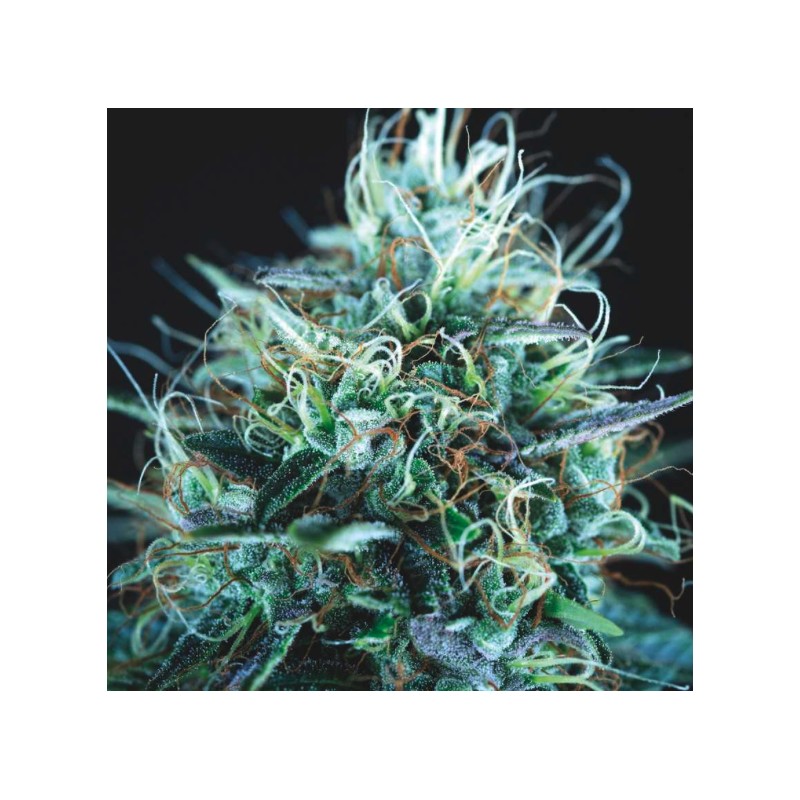 PURPLE URKLE X BLUE PYRAMID · Pyramid Seeds · sementes de maconha · Fem