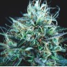 PURPLE URKLE X BLUE PYRAMID · Pyramid Seeds · kaufen cannabis samen · Fem