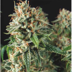 SUPER OG KUSH FAST · Pyramid Seeds · semillas de marihuana · Fem