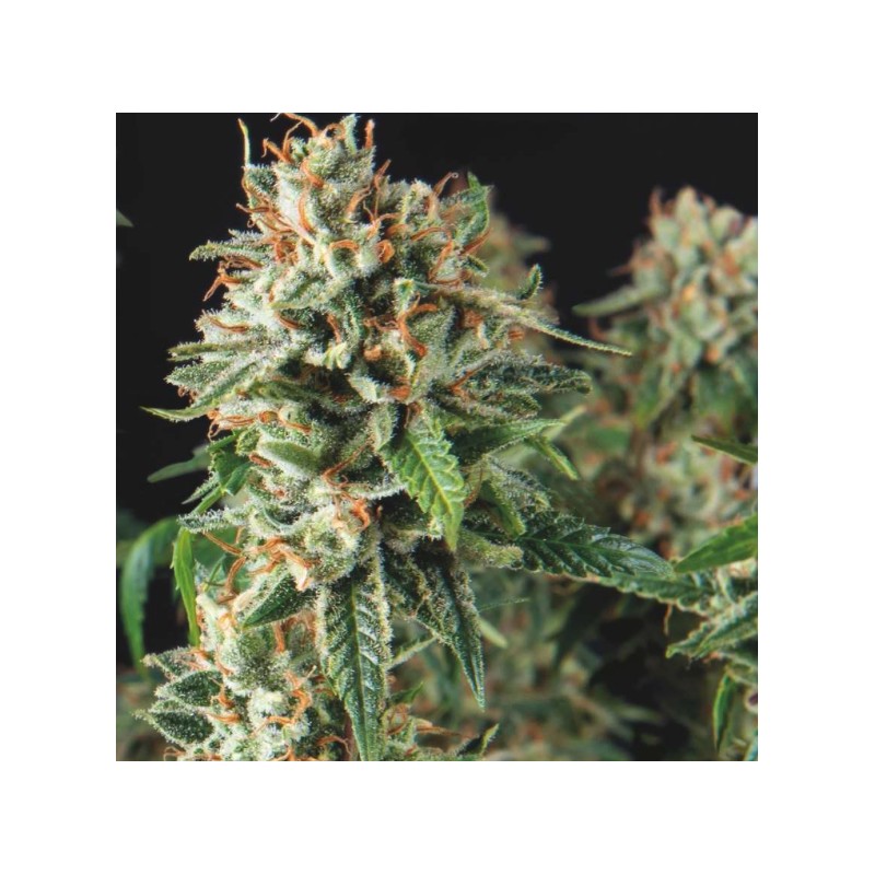 SUPER OG KUSH FAST · Pyramid Seeds · sementes de maconha · Fem