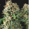 SUPER OG KUSH FAST · Pyramid Seeds · kaufen cannabis samen · Fem