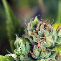 TAHOE CURE · Pyramid Seeds · cannabis seeds · Fem