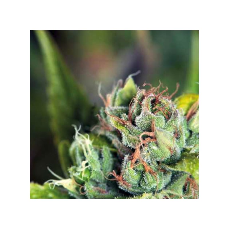 TAHOE CURE · Pyramid Seeds · semi di canapa · Fem
