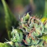 TAHOE CURE · Pyramid Seeds · cannabis seeds · Fem