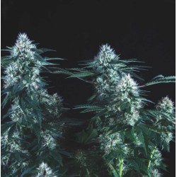 TUTANKHAMON FAST · Pyramid Seeds · semillas de marihuana · Fem