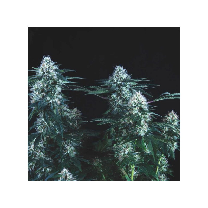 TUTANKHAMON FAST· Pyramid Seeds · graines de cannabis · Fem