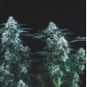 TUTANKHAMON FAST· Pyramid Seeds · graines de cannabis · Fem