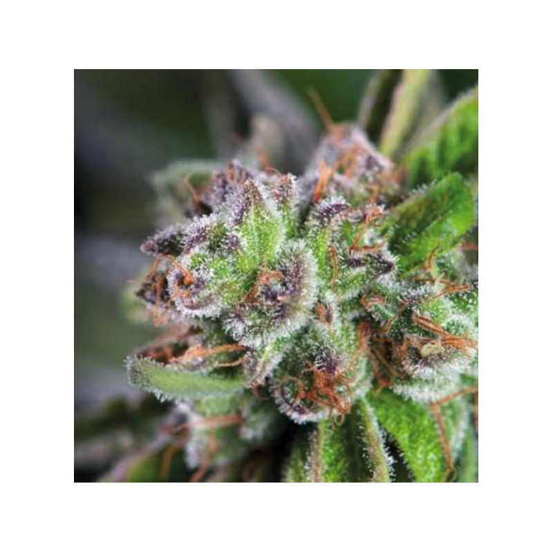 WATERMELON ZKITTLEZ · Pyramid Seeds · graines de cannabis · Fem