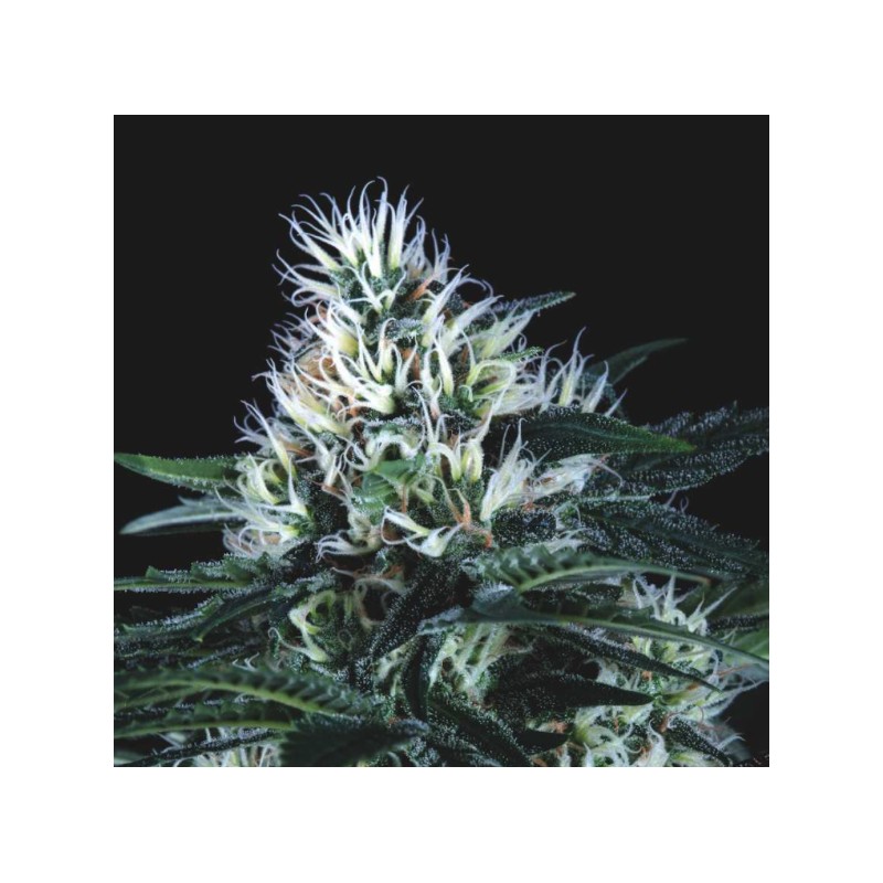 WEMBLEY FAST · Pyramid Seeds · semi di canapa · Fem