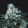 WEMBLEY FAST · Pyramid Seeds · semi di canapa · Fem