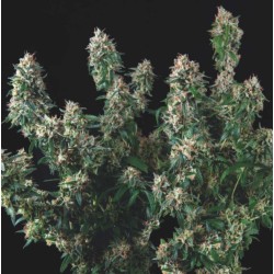 TUTANKHAMON X COOKIES USA · Pyramid Seeds · semillas de marihuana · Fem