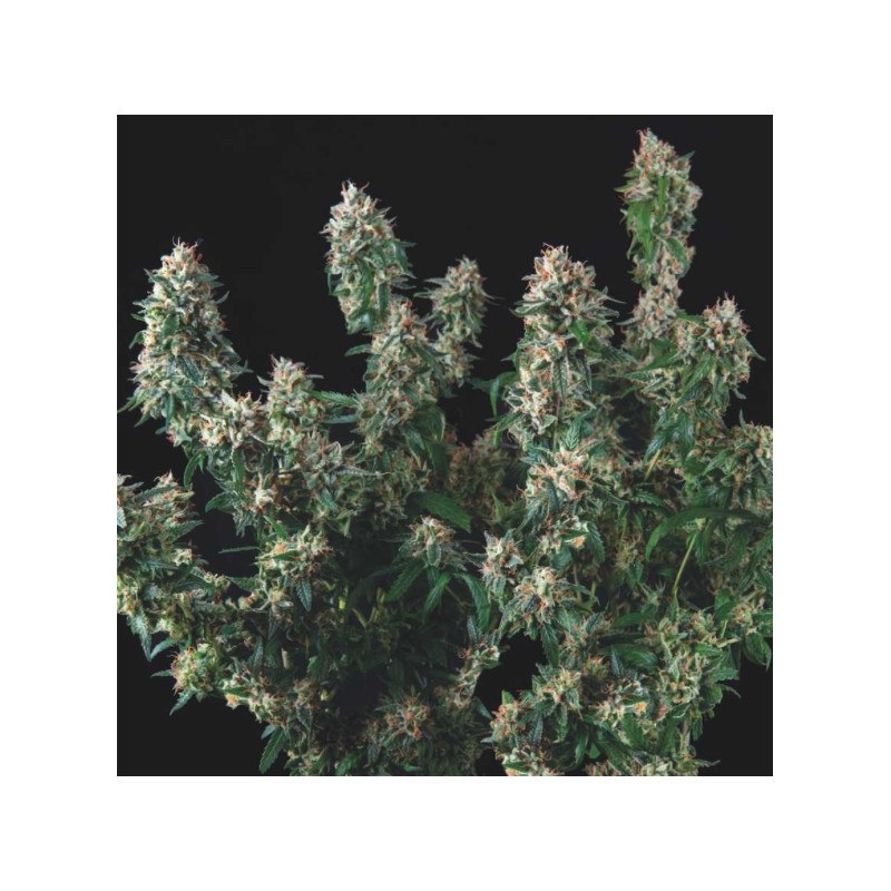 TUTANKHAMON X COOKIES USA · Pyramid Seeds · semi di canapa · Fem