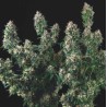 TUTANKHAMON X COOKIES USA · Pyramid Seeds · semi di canapa · Fem