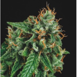 TUTANKHAMON X GORILLA GLUE · Pyramid Seeds · semi di canapa · Fem