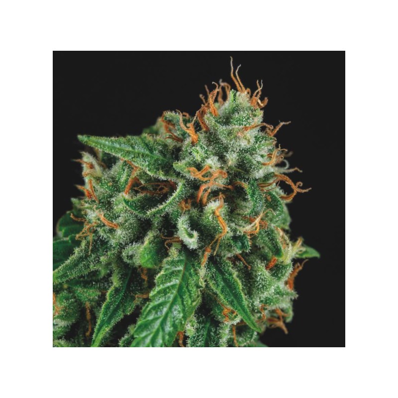 TUTANKHAMON X GORILLA GLUE · Pyramid Seeds · sementes de maconha · Fem