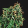 TUTANKHAMON X GORILLA GLUE · Pyramid Seeds · graines de cannabis · Fem