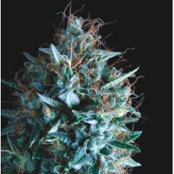 TUTANKHAMON X RUNTZ · Pyramid Seeds · kaufen cannabis samen · Fem