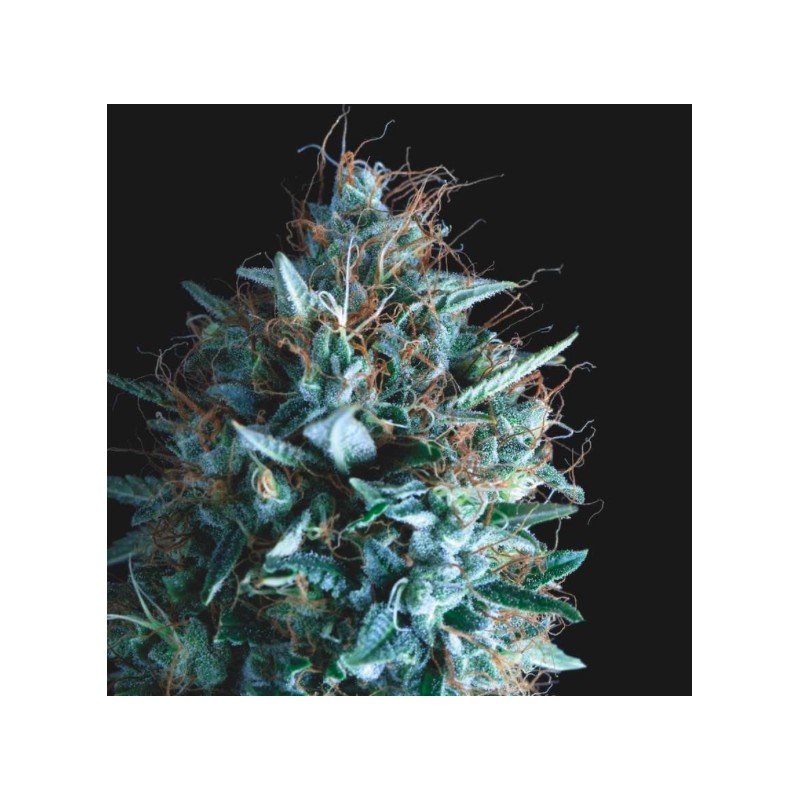 TUTANKHAMON X RUNTZ · Pyramid Seeds · kaufen cannabis samen · Fem