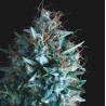TUTANKHAMON X RUNTZ · Pyramid Seeds · sementes de maconha · Fem